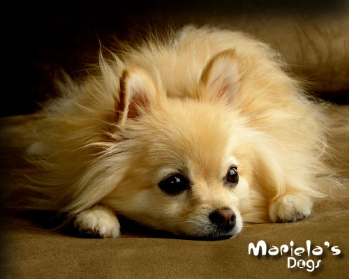 pomeranian_portada.jpg