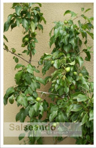 pomes01.jpg