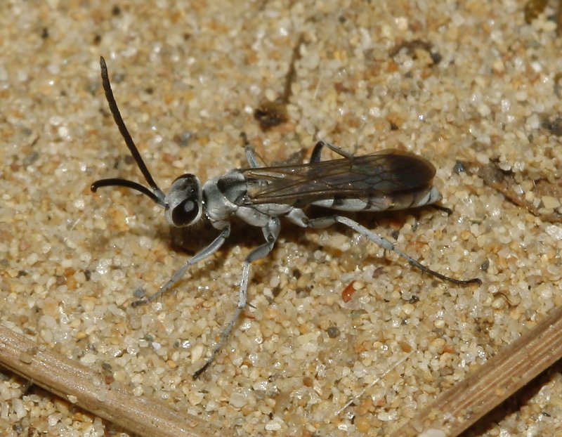 Pompilidae_3125.jpg