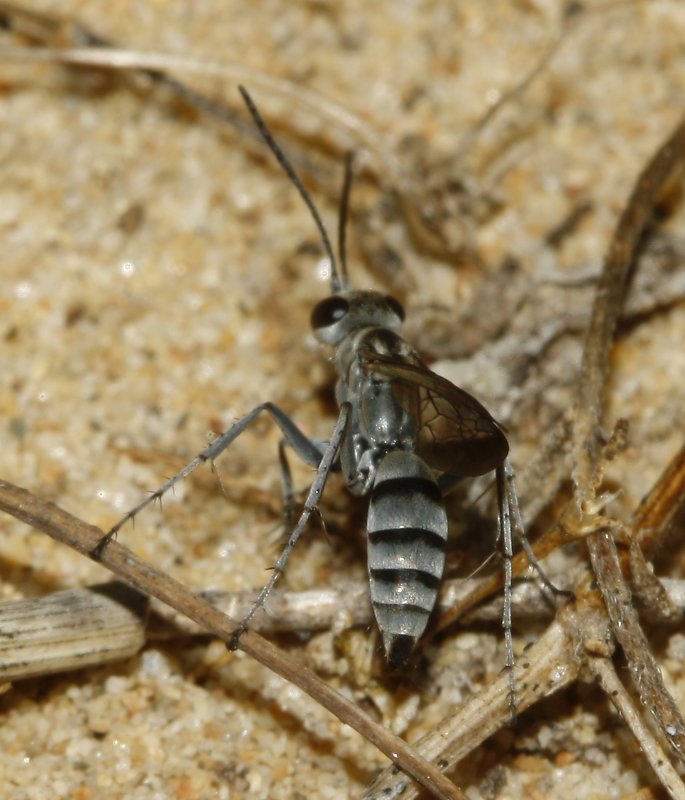 Pompilidae_3137.jpg