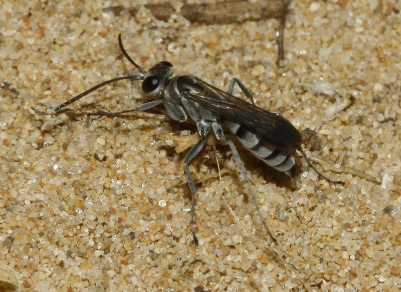 Pompilidae_3138.jpg