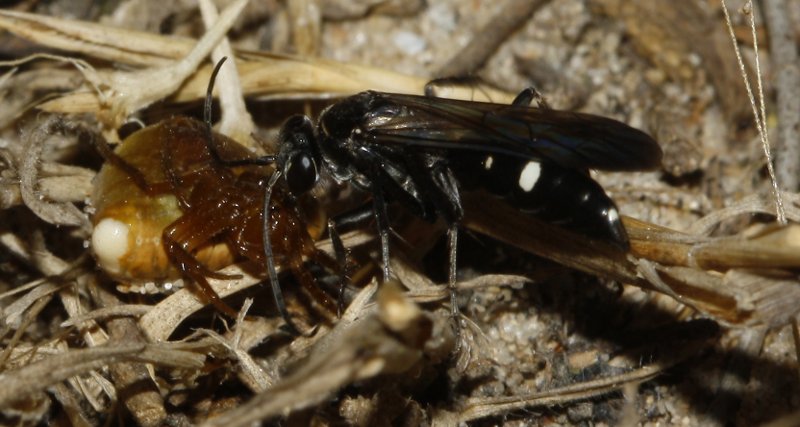 Pompilidae_3291.jpg