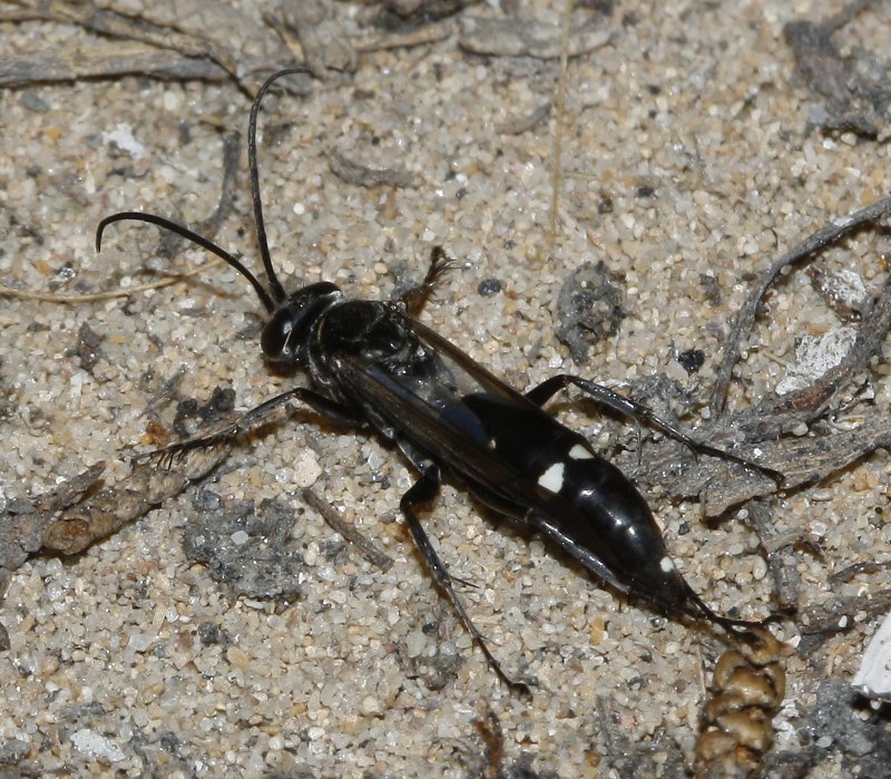 Pompilidae_3296.jpg