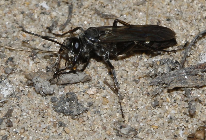 Pompilidae_3298.jpg