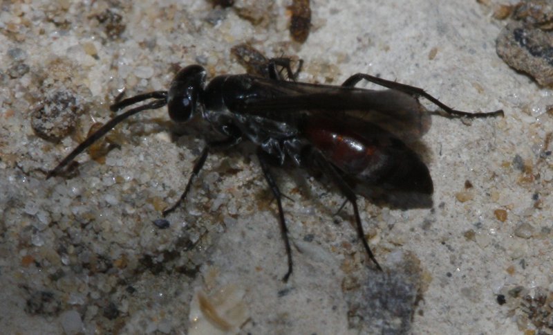 Pompilidae_3582.jpg