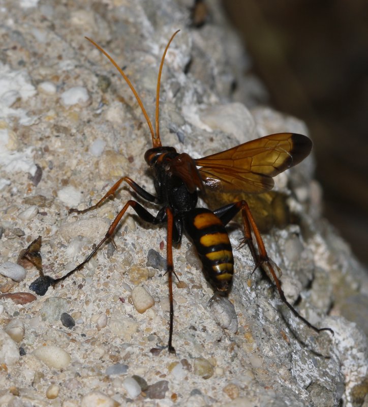 Pompilidae_3736.jpg