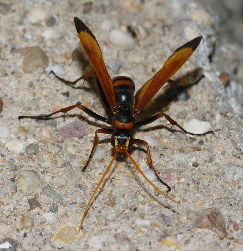 Pompilidae_3739.jpg