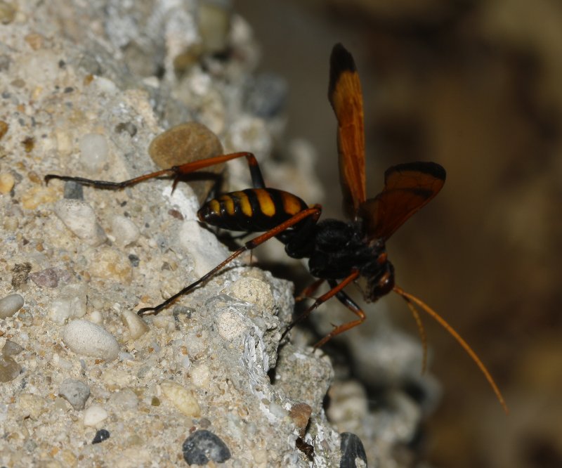Pompilidae_3742.jpg