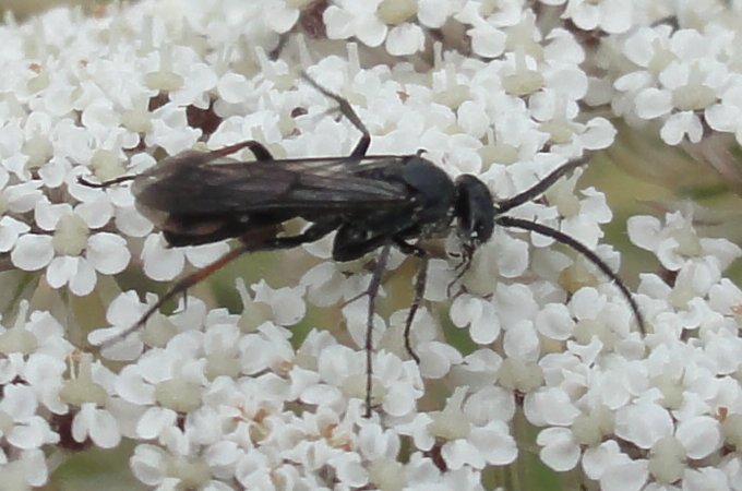 Pompilidae_4151.jpg
