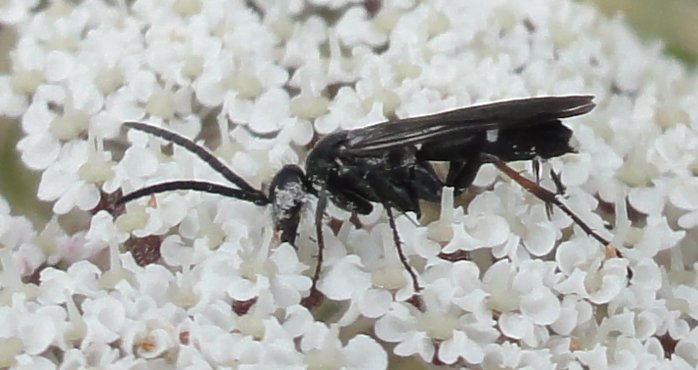 Pompilidae_4152.jpg