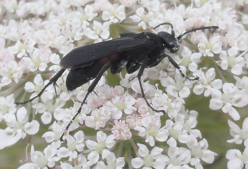 Pompilidae_4159.jpg