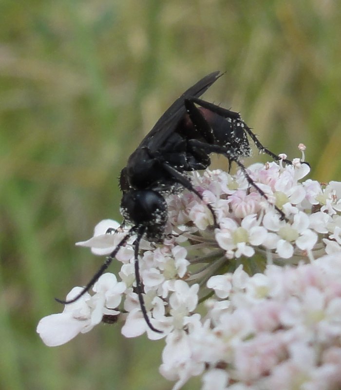 Pompilidae_4163.jpg