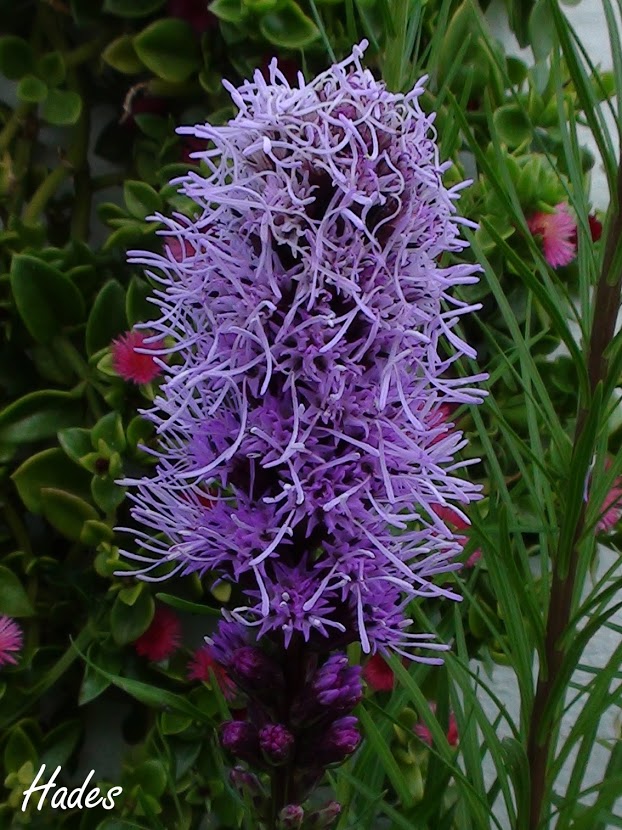 pompom.jpg