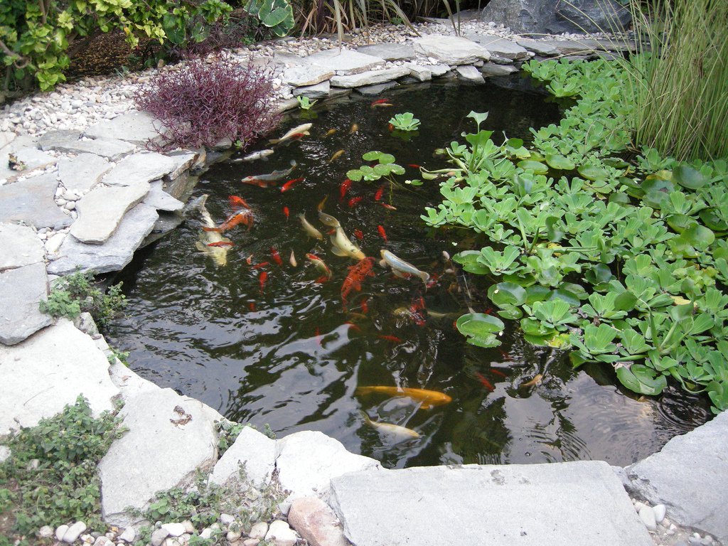 pond-fish-by-Super-Fantastic.jpg