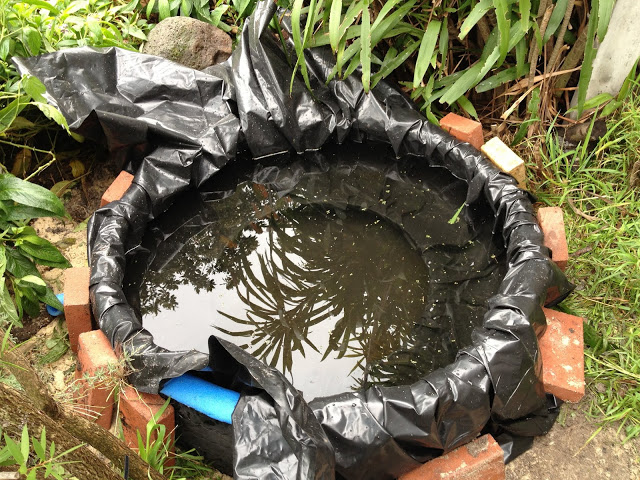 pond-tire-frog-fish.JPG