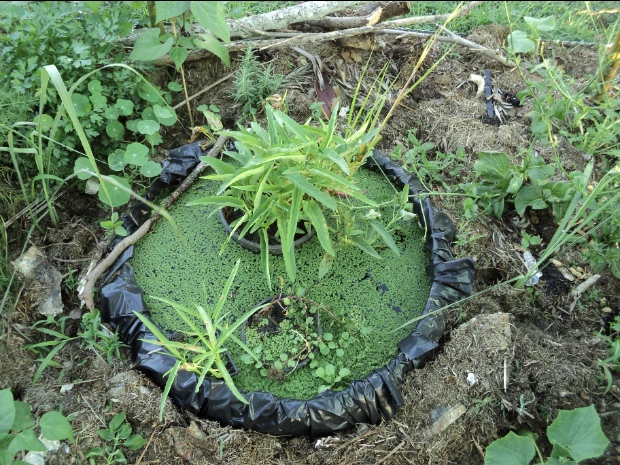 pond2.jpg