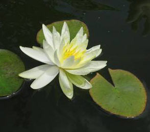 pond_lily.jpg