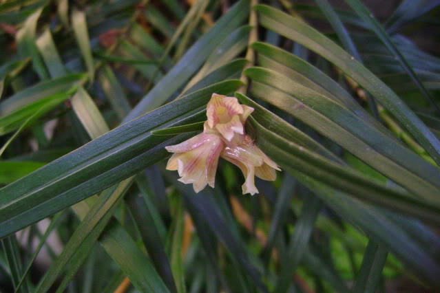 Ponerastriata9.jpg