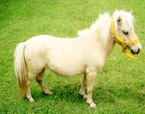 poni.jpg