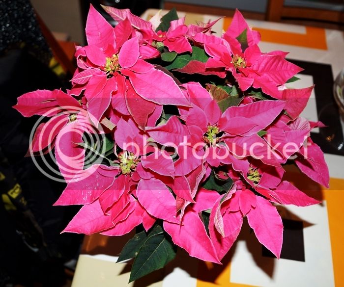 Ponsetia%20rosa_zpsots5uupy.jpg