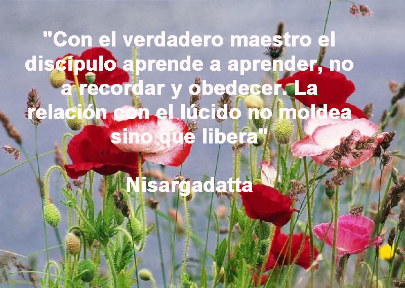 poppies-red-poemas-frases-y-pensamientos-63.jpg