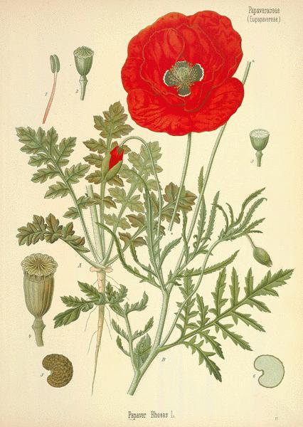 popred63-l.jpg