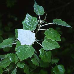 populus-alba-detalle-hoja.jpg
