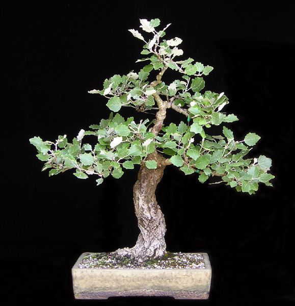 populus-alba.jpg