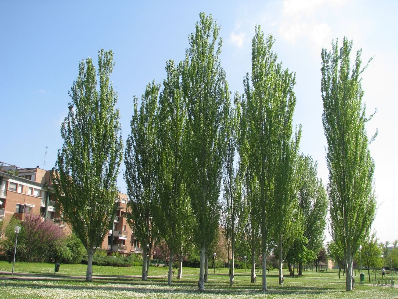 Populus-alba-'Pyramidalis'.jpg