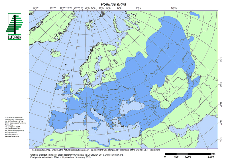 populus_nigra.jpg