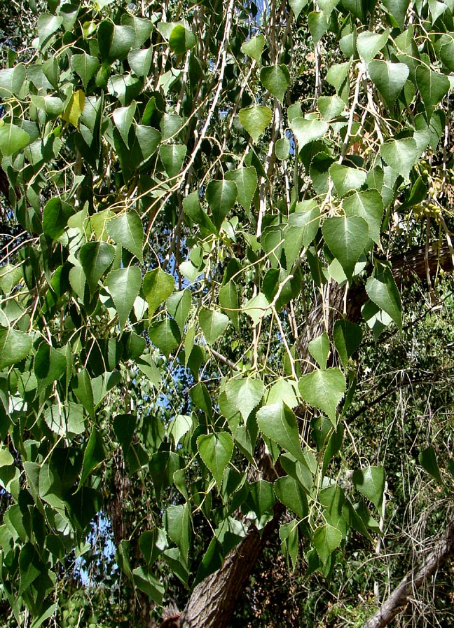 Populusmexicana%20leaves.jpg