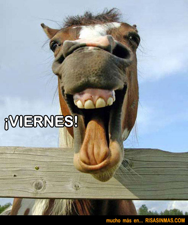 por-fin-viernes-caballo-rsm.jpg