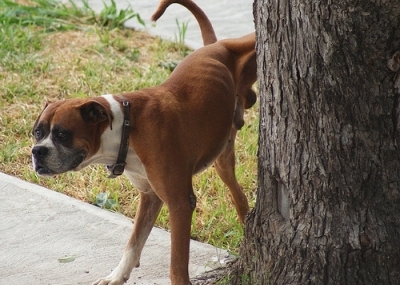 por_que_los_perros.jpg