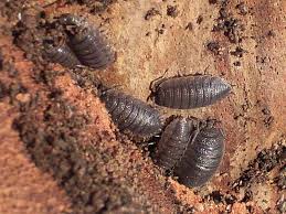 Porcellio%2520scaber%2520(Kellerassel)_007.jpg