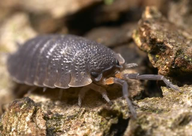 porcellioscaber.jpg
