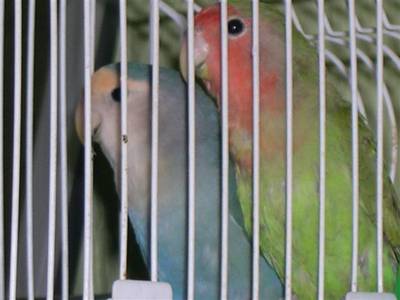 pornis.jpg