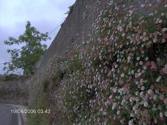 Porr%FAa%20flores%20muro%20Asturias.JPG