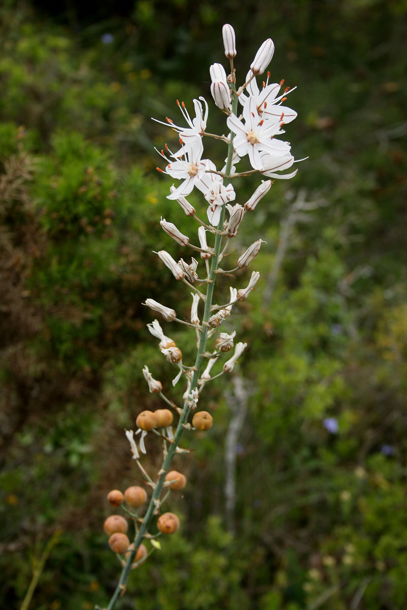 porrassa%20(Asphodelus%20cerasiferus)%202924%2009_05_2009_0133%20planta%20L.jpg