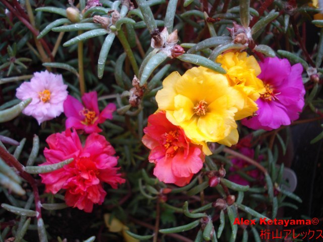 Portulaca%20grandiflora.jpg