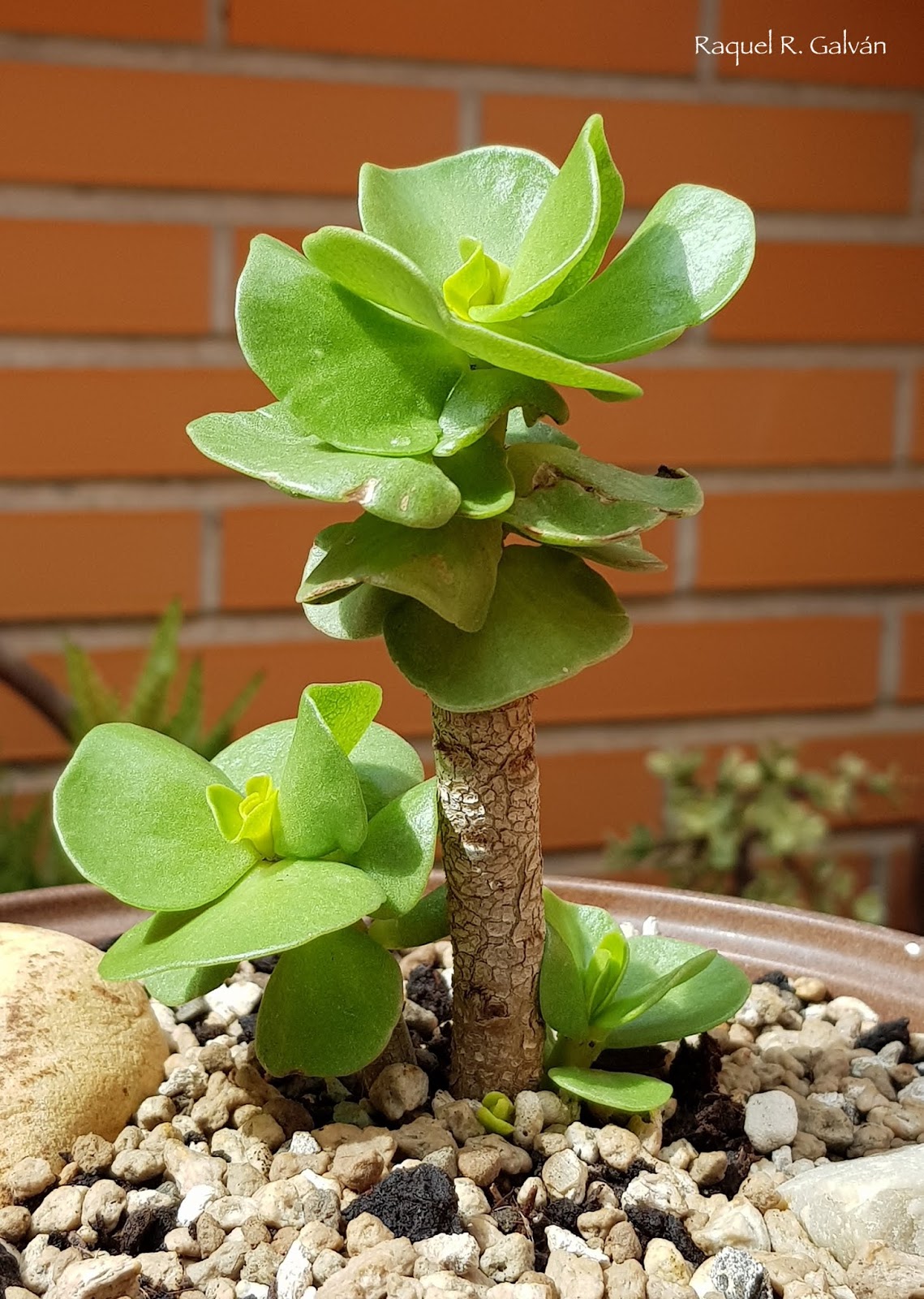 Portulaca%2Bmolokiniensis.jpg