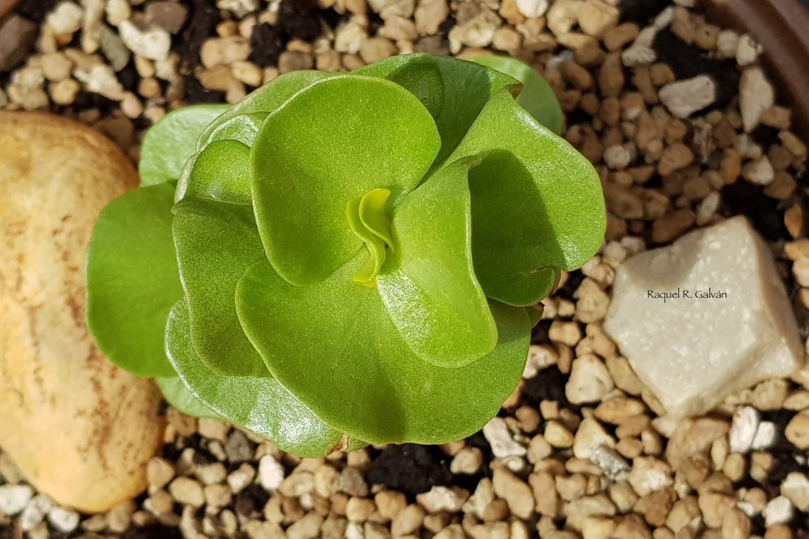 Portulaca%2Bmolokiniensis1.jpg