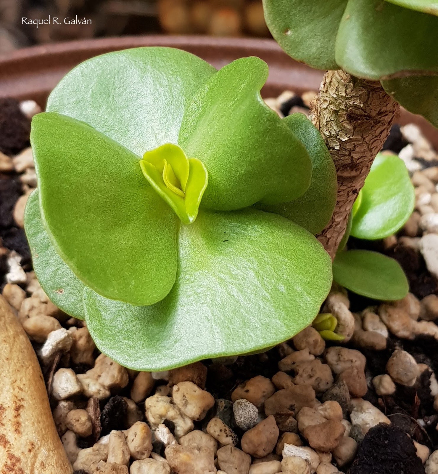 Portulaca%2Bmolokiniensis2.jpg