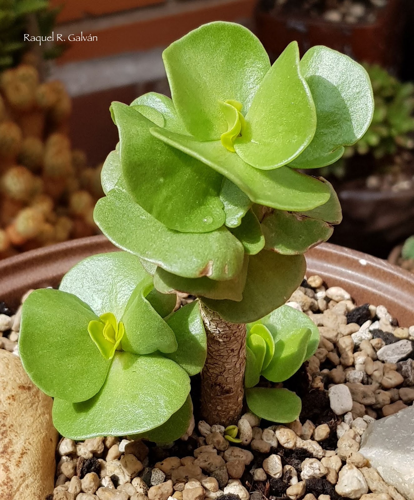 Portulaca%2Bmolokiniensis3.jpg