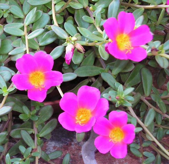 Portulaca%7E0.jpg