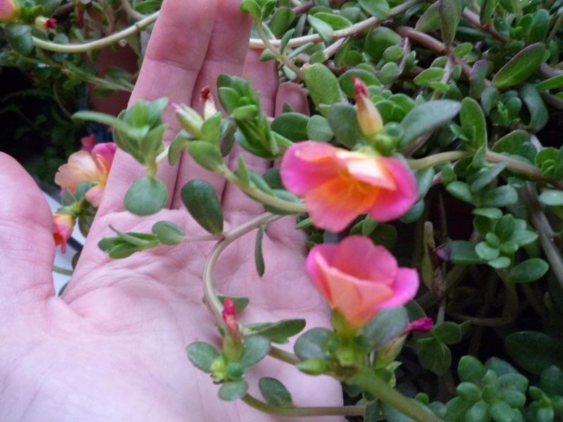 portulaca.jpg