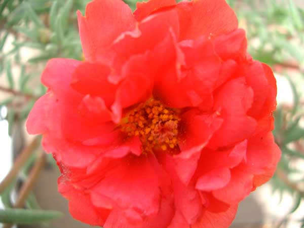 Portulaca.jpg