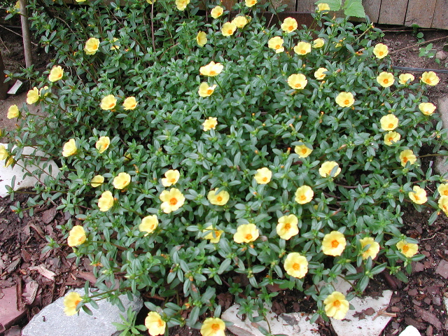 portulaca.jpg