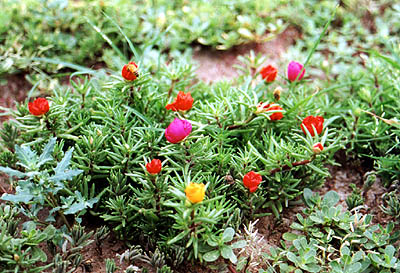 portulaca.jpg