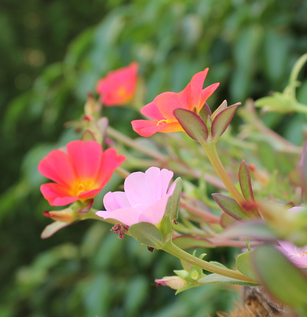 portulaca.png