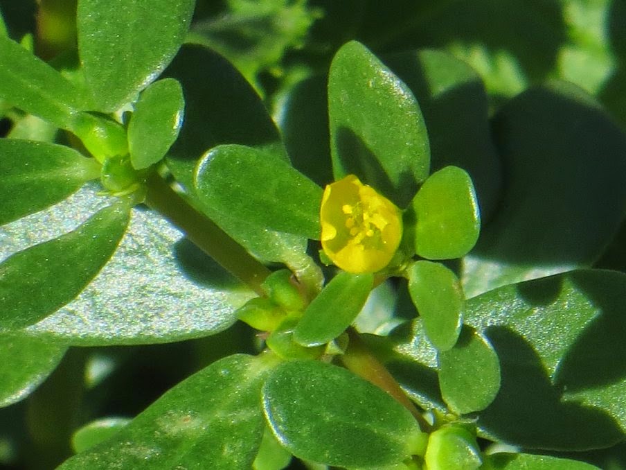 portulaca1.jpg